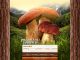 ��� ������ / Web design : Mushroom Bulgaria